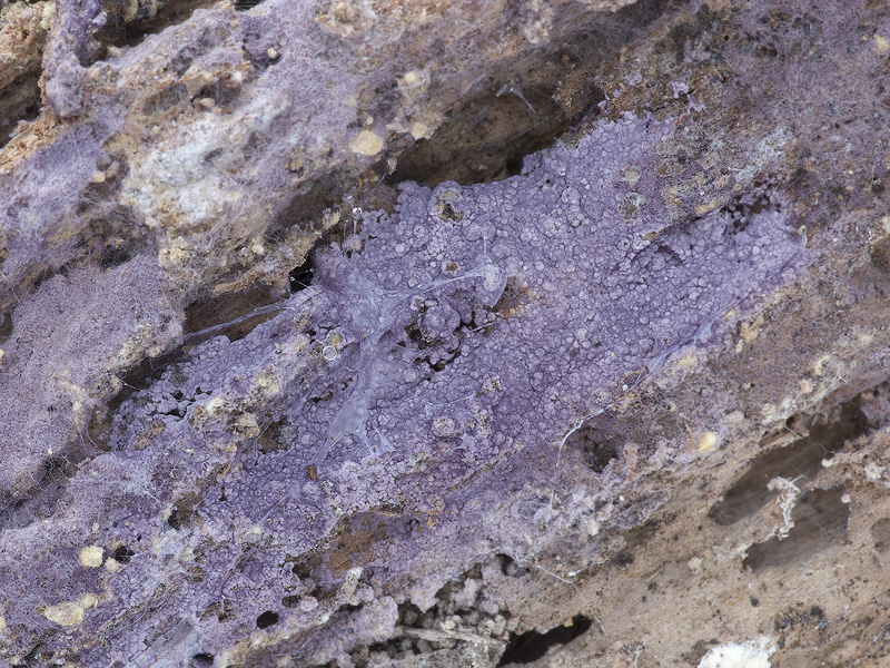 Hypochnella violacea